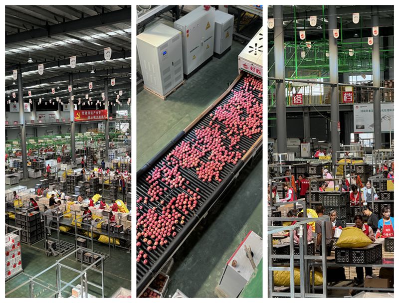 理論-實踐零距離 見證洛川縣“延剛果業”中新質生產力賦能縣域數字經濟發展新篇章