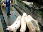沼氣行業(yè)動(dòng)態(tài)與市場(chǎng)走勢(shì)分析 聚焦愛豬網(wǎng)沼氣設(shè)備新動(dòng)向